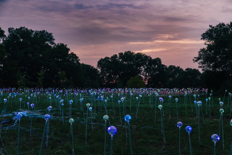 field of grass full of installed colorful lights